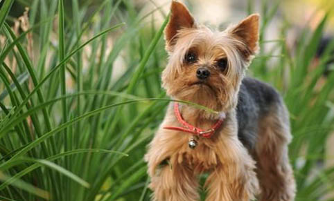 約克夏發出像哮喘的聲音