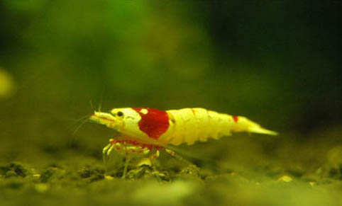 水晶蝦和黑殼蝦能混養嗎