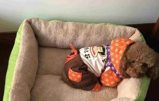 狗狗一直吐黃水是什么原因