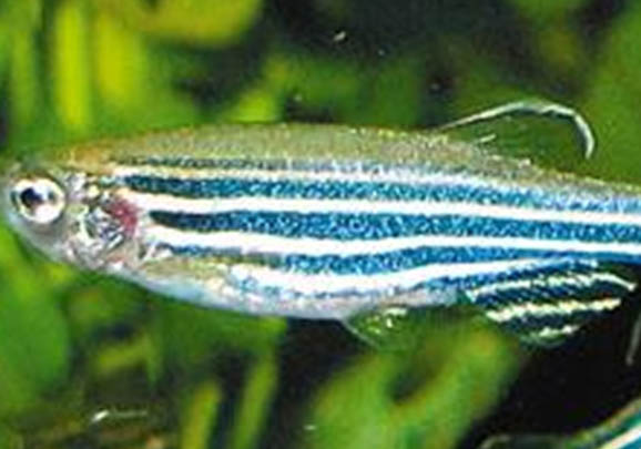 斑馬魚還能和什么魚一起養(yǎng)