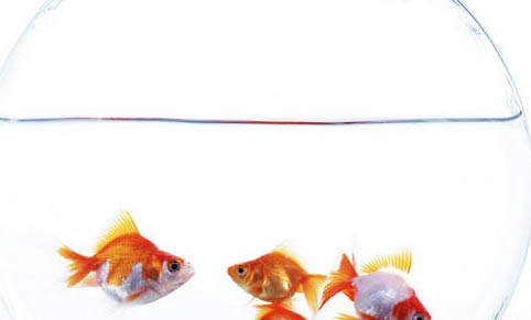 魚缸困水最簡單的方法