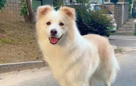 狗狗蜱蟲病的癥狀有哪些