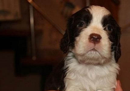 純種史賓格犬多少錢一只