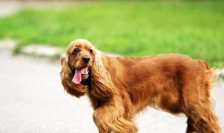 美國可卡犬為什么突然不愛吃東西？