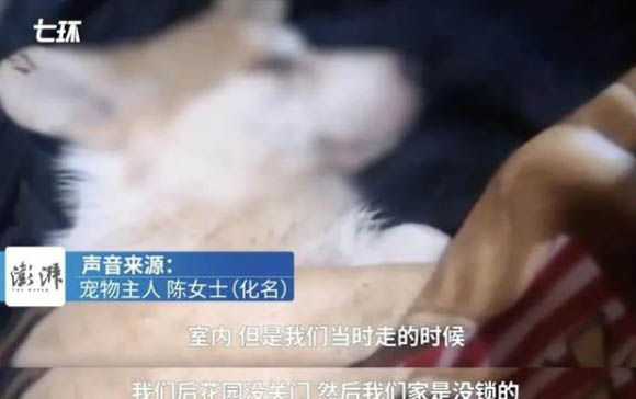 小狗發燒打什么針?