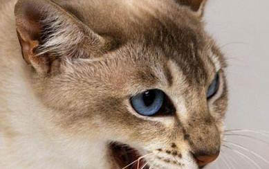 貓生小貓需要多久