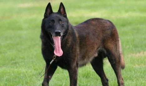 馬里努阿犬流眼淚眼屎多的原因及處理方法