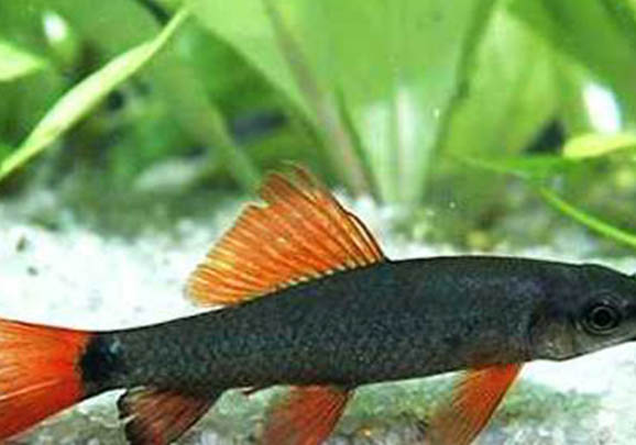 彩虹鯊魚和什么魚混養(yǎng)?