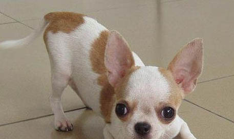 吉娃娃生產前兆是什么