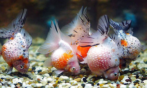 觀賞魚有哪些種類