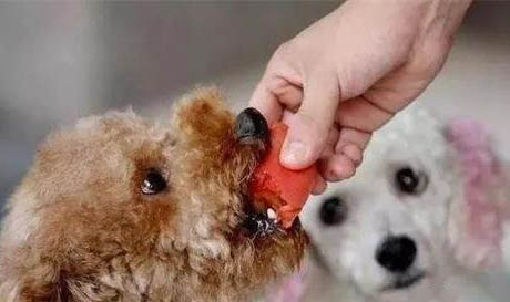 狗狗子宮蓄膿癥狀有哪些