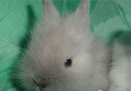 獅子兔多少錢(qián)一只