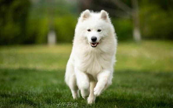 小薩摩耶犬需要多少錢
