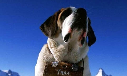 2022年圣伯納犬價格一覽表