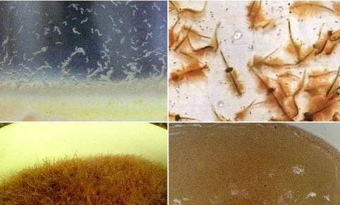 草金魚混養要注意什么