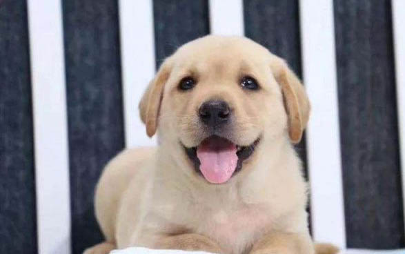 拉布拉多幼犬拉肚子吃什么藥