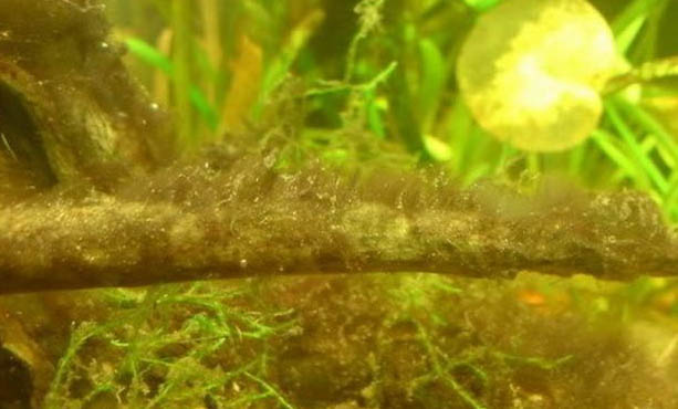 魚缸過濾器要一直開著嗎