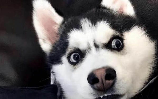 狗射精后都會懷孕嗎