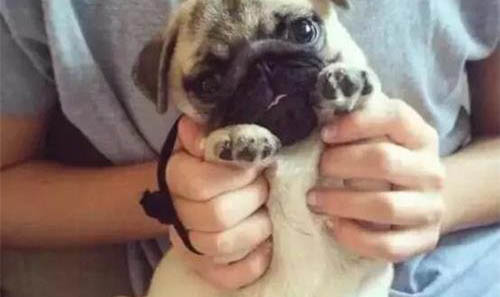 怎么才能讓狗不叫喚