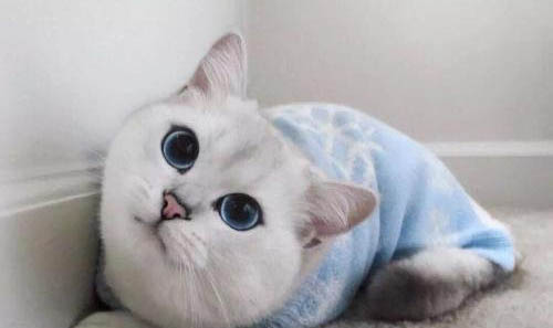 貓咪吐黃水不吃東西的原因？