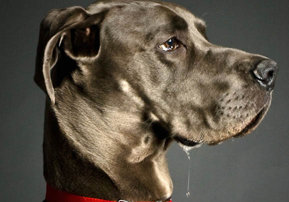 大丹犬多少錢一只?據說是世界上最高的犬種