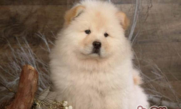 松獅犬可以吃人類的什么食物