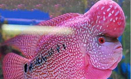 給觀賞魚下鹽的正確做法