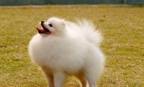 請問博美犬怕冷嗎