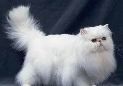 波斯貓真菌皮膚病初期有什么癥狀