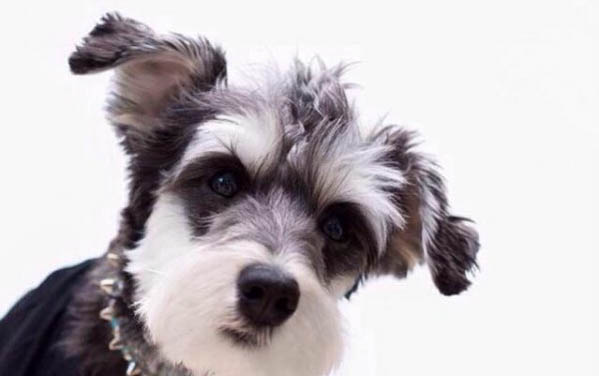 狗狗脊椎炎的癥狀