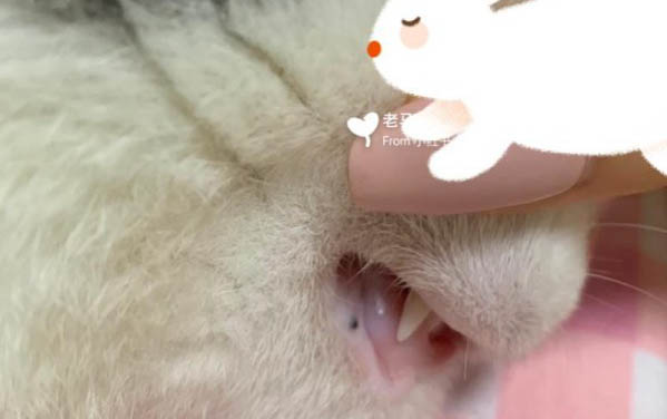 為什么貓喜歡吃紙箱?