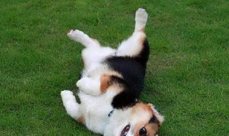 哪里有賣成年母柯基犬的