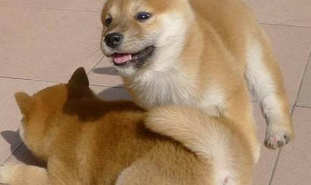 日本秋田犬價格多少錢一只