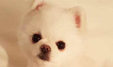 怎么區分博美和俊介犬