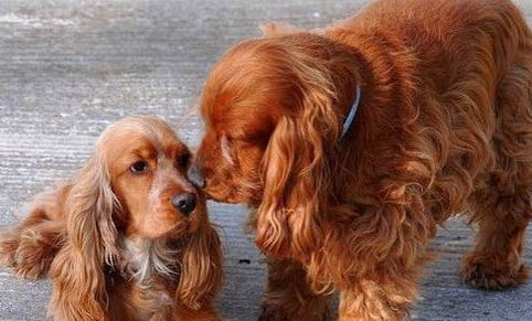 成年美國可卡犬多久驅蟲一次