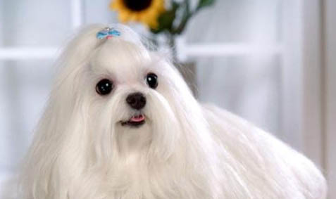 馬爾濟斯和約克夏區(qū)別