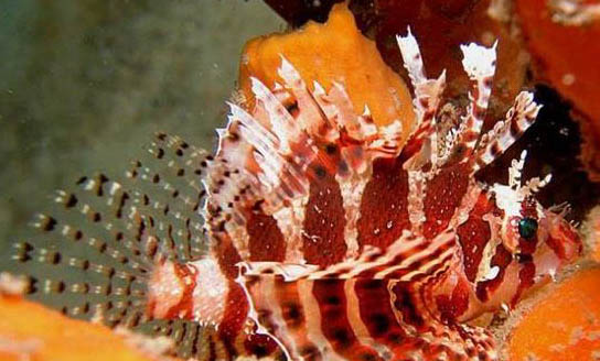 山東獅子貓可以吃狗糧嘛