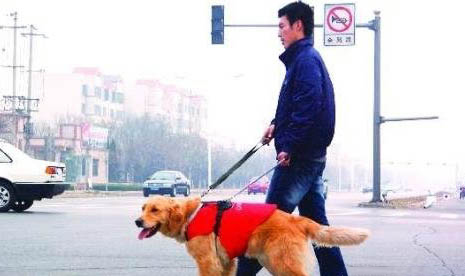 導盲犬小q是什么犬拉布拉多的溫順有更多人喜愛!
