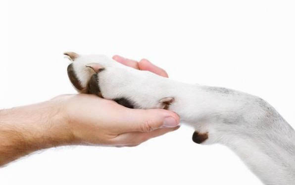 狗狗耳炎耳螨的藥哪個牌子最好