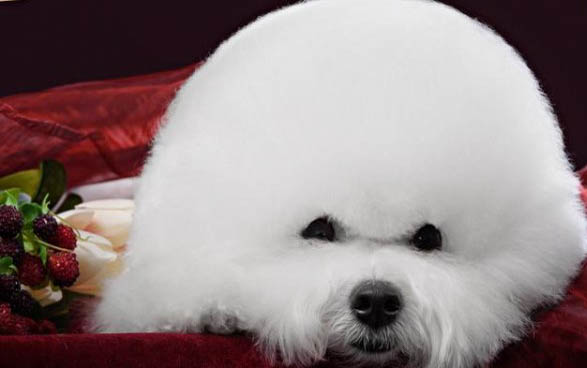 比熊犬淚痕的產生原因及處理方法?