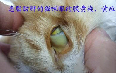 剛出生的小貓眼睛流膿睜不開