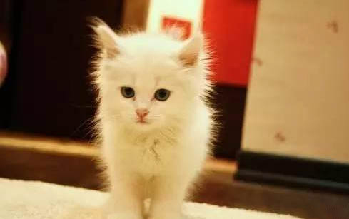 小貓長貓癬多久能好