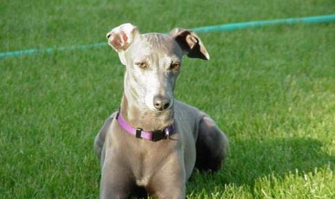 靈緹為什么很少人養(yǎng)?