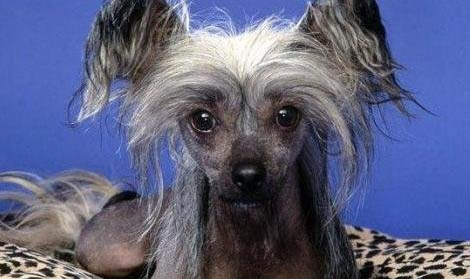 中國冠毛犬不愛吃東西的原因及處理方法