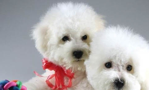 比熊犬和泰迪哪個好?