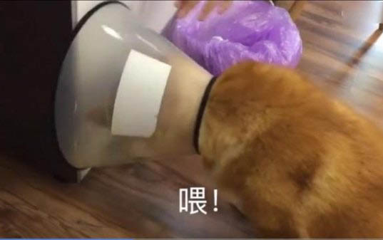 狗狗一只眼睛流綠色眼屎