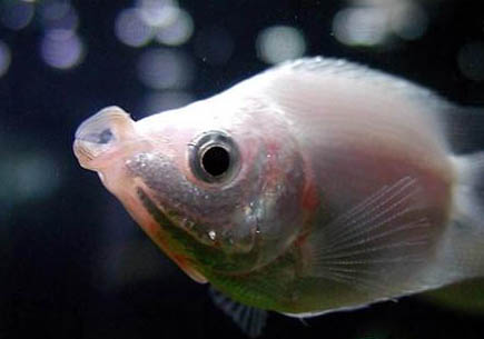 接吻魚為什么不吃飼料？