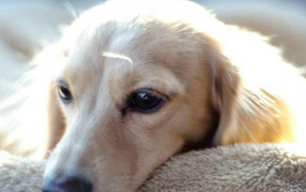 狗狗要幾個月生小狗崽