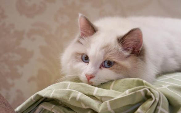 布偶貓和英短哪個好養