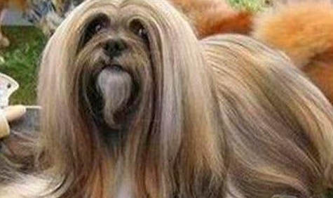 拉薩犬嘔吐不吃東西的原因及處理方法